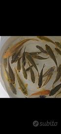 Koi aragoke
