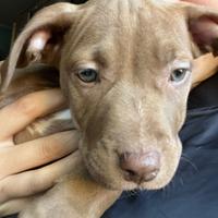 Pitbull 2mesi pedigree Mckci