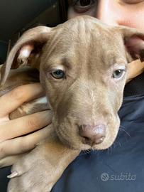 Pitbull 2mesi pedigree Mckci