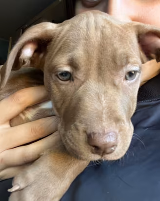 Pitbull 2mesi pedigree Mckci