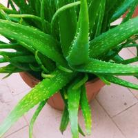aloe pianta 