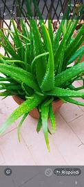 aloe pianta 