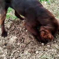 Cucciolo cane da tartufo