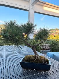 Bonsai di Pino