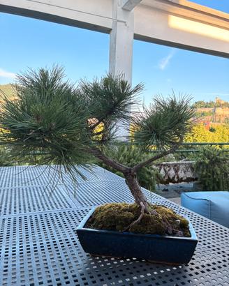 Bonsai di Pino