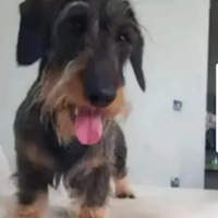 Bassotto pelo duro Standard per accoppiamento