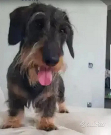 Bassotto pelo duro Standard per accoppiamento