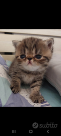Gattino Persiano Esotico