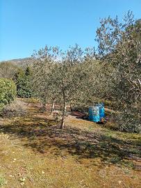 Oliveto più bosco