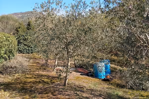 Oliveto più bosco