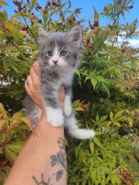 2 gattini siberiani