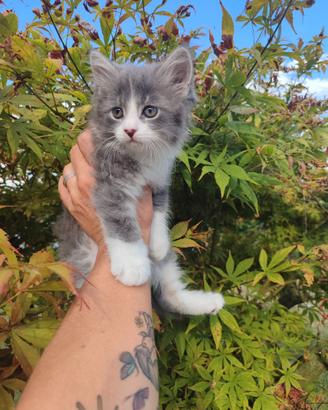 2 gattini siberiani