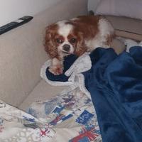 Dog sitter - Dogsitter esperto