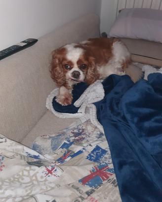 Dog sitter - Dogsitter esperto