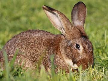 Conigli leprino di viterbo