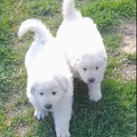 Cuccioli pastore abruzzese maremmano