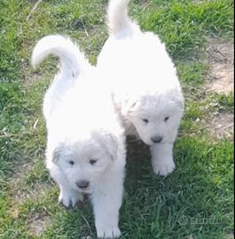 Cuccioli pastore abruzzese maremmano