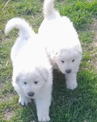 Cuccioli pastore abruzzese maremmano