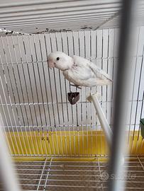 Coppia roseicollis 