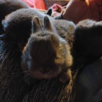 Coniglio nano grigio in omaggio