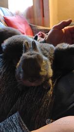 Coniglio nano grigio in omaggio