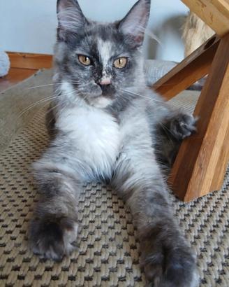Dolcissima cucciola di Maine Coon con pedigree