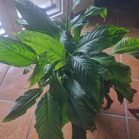 Pianta di Spatifillo Spathiphyllum grande