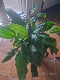 Pianta di Spatifillo Spathiphyllum grande