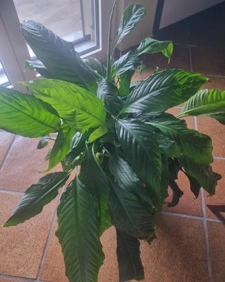 Pianta di Spatifillo Spathiphyllum grande