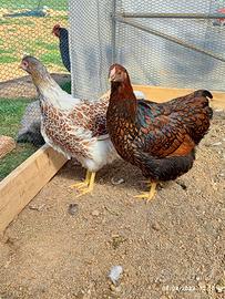 Gallina wyandotte