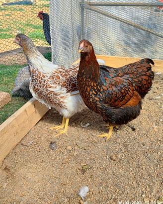 Gallina wyandotte