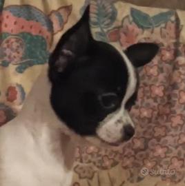 Cuccioli di chihuahua