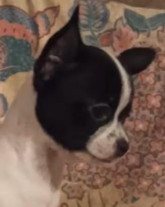 Cuccioli di chihuahua