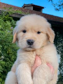 Cuccioli di Golden Retriever Americano