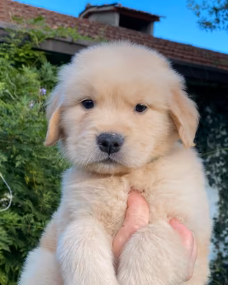 Cuccioli di Golden Retriever Americano