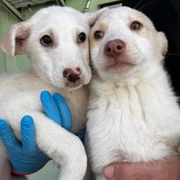Bianca e Bernie cuccioli in adozione