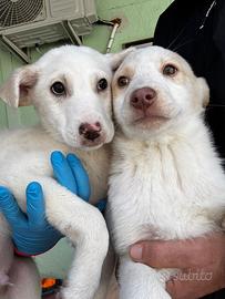 Bianca e Bernie cuccioli in adozione