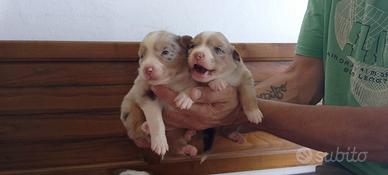 Cuccioli pastore australiano