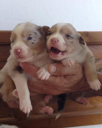 Cuccioli pastore australiano