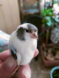 Canarina femmina 2025