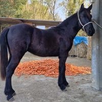 Cavallo