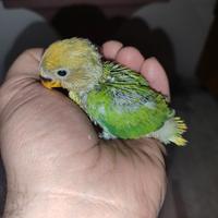 Pulli di inseparabili