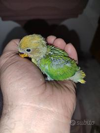 Pulli di inseparabili