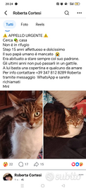 Gatto di nome Steppi