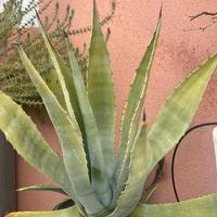Agave