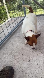 Jack russel