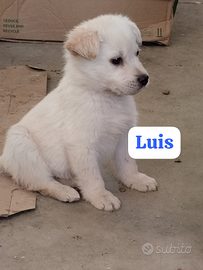 Cuccioli taglia piccola-media