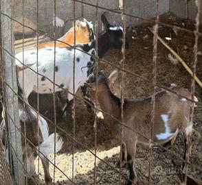 Coppia di capre tibetane