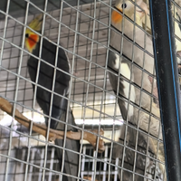 Pappagalli calopsite