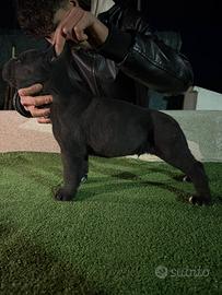 Cuccioli di cane corso con pedigree